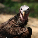   vulture2015